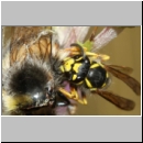 Vespula germanica - Deutsche Wespe - Wespe frisst Hummel 01e.jpg